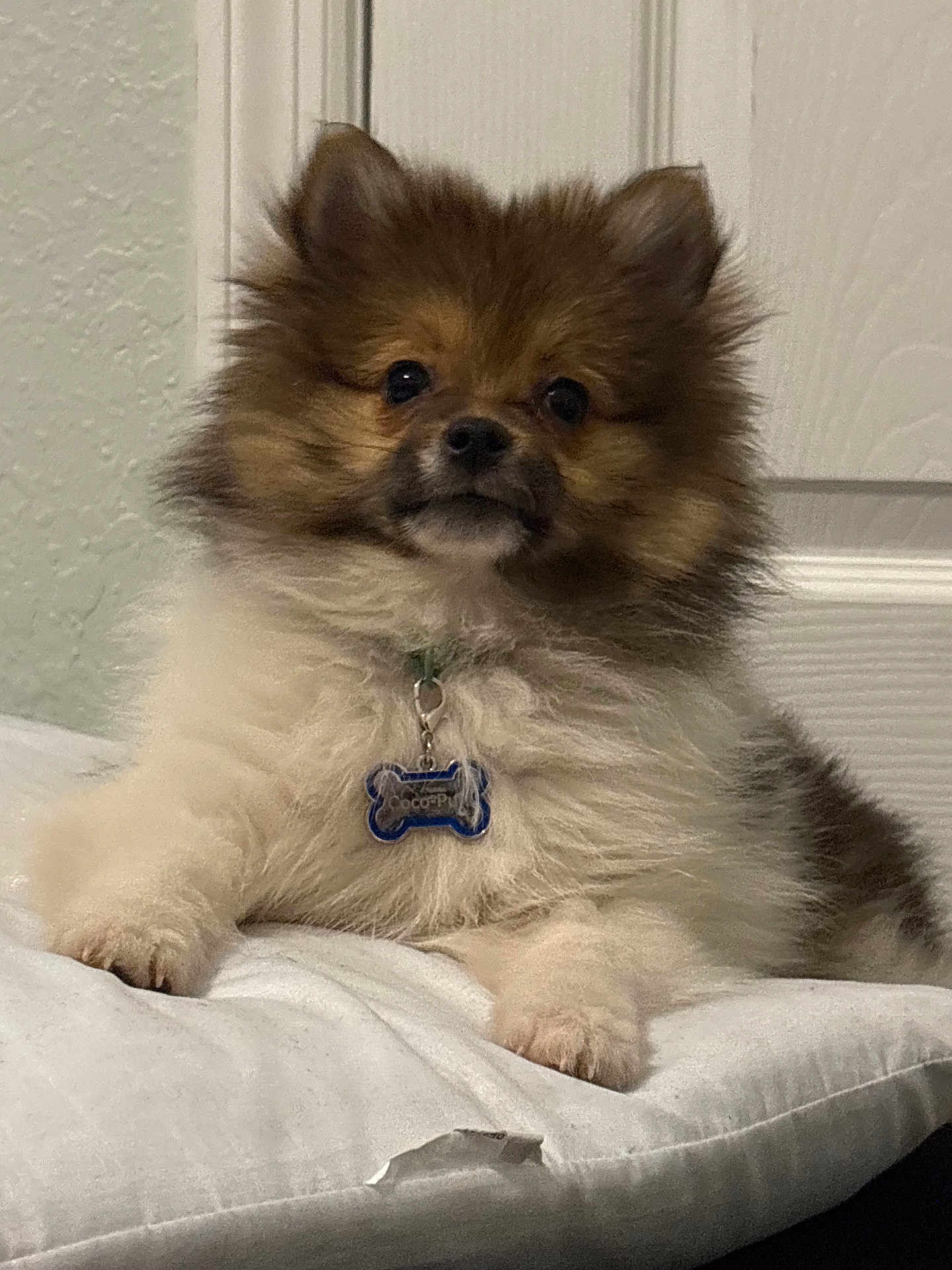 Coco is registered to the contest to win money with this photo: dog, puppy, pomeranian, fluffy, pet, cushion, indoor, collar, tag, white, brown, fur, cute, small, animal, face, ears, paw, resting, looking
