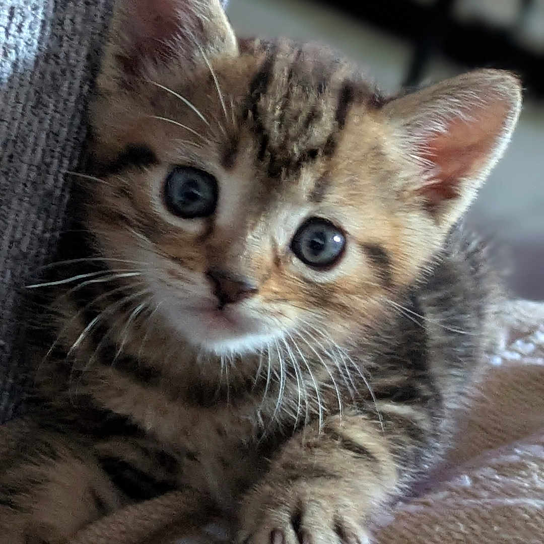 Gribouille participe au concours pour gagner de l'argent avec cette photo : kitten, cat, tabby, pet, animal, cute, fur, whiskers, paws, eyes, indoor, blanket, texture, cozy, curious, young, small, resting, closeup, soft_light