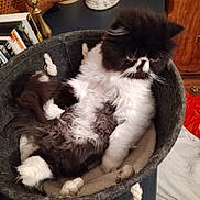 Jeanne participe au concours pour gagner de l'argent avec cette photo : animal, basket, black_and_white, cat, cozy, cute, domestic, feline, fluffy, fur, furniture, home, indoor, paws, pet, relaxed, resting, soft, table, whiskers