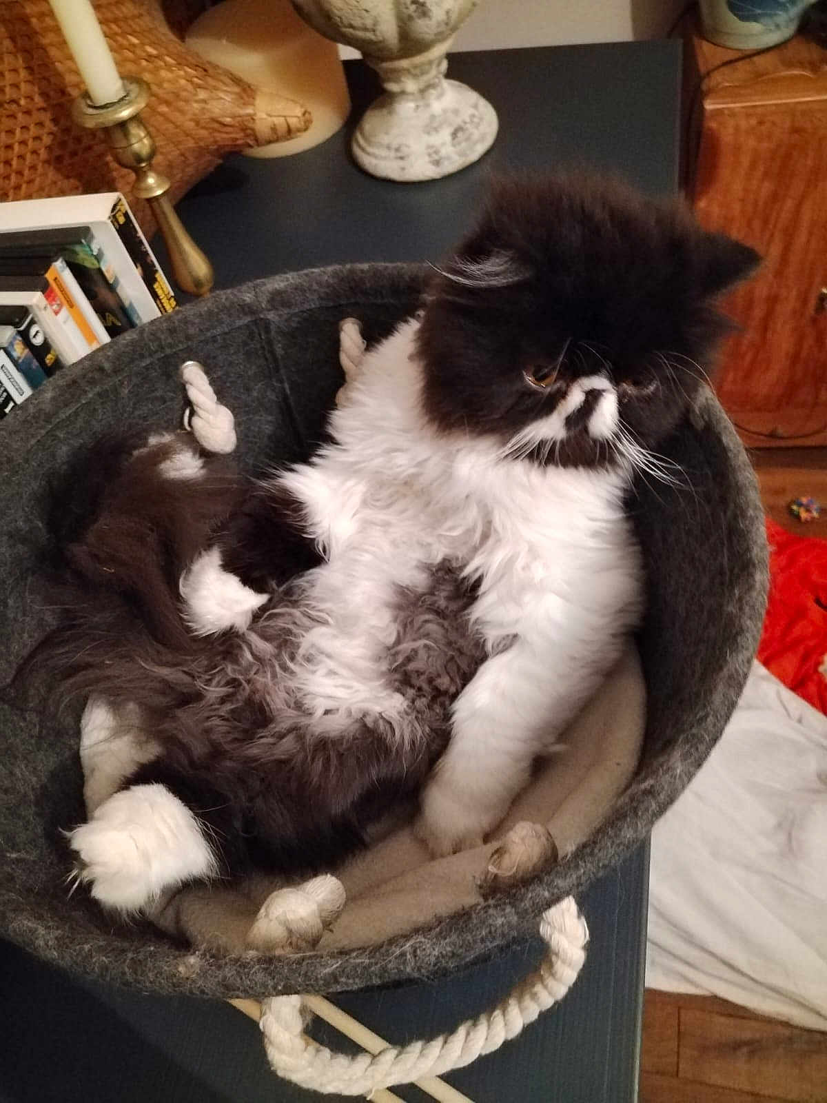 Jeanne participe au concours pour gagner de l'argent avec cette photo : animal, basket, black_and_white, cat, cozy, cute, domestic, feline, fluffy, fur, furniture, home, indoor, paws, pet, relaxed, resting, soft, table, whiskers