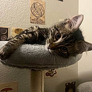 Bean is registered to the contest to win money with this photo: cat, kitten, tabby, cat_perch, indoor, wall, poster, curious, feline, pet, resting, cozy, fur, whiskers, ears, animal, soft, eyes, home, relaxed
