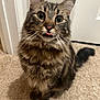 cat, tabby, fluffy, pet, indoor, carpet, curious, tongue_out, whiskers, ears, tail, feline, cute, animal, domestic, sitting, brown, striped, closeup, house