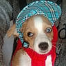 Boully a rejoint le concours — aidez-le/la à gagner de superbes lots ! puppy, dog, canine, pet, animal, brown_and_white, blue_eyes, floppy_ears, plaid_hat, red_harness, sitting, close_up, portrait, indoors, chair, fabric, gray_background, cute, wide_eyed, photography