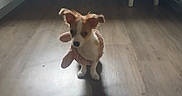 Boully a rejoint le concours — aidez-le/la à gagner de superbes lots ! puppy, dog, pet, animal, sitting, indoors, floor, wooden_floor, pink_outfit, floppy_ears, white_and_brown, portrait, shadow, chair, furniture, home, room, photography, cute, centered_subject