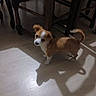 Boully a rejoint le concours — aidez-le/la à gagner de superbes lots ! puppy, dog, brown_and_white, small_dog, standing, curled_tail, floppy_ears, white_markings, indoor, dining_room, dining_table, chairs, tile_floor, floor_shadow, portrait, pet, animal, looking_at_camera, low_light, home