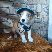 Boully a rejoint le concours — aidez-le/la à gagner de superbes lots ! puppy, dog, blue_eyes, hat, harness, wicker_bench, stone_wall, portrait, sitting, indoors, pet, brown_and_white, floppy_ears, cute, adorable, animal, canine, wooden_furniture, close_up, photography