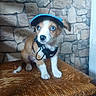 puppy, dog, blue_eyes, hat, harness, wicker_bench, stone_wall, portrait, sitting, indoors, pet, brown_and_white, floppy_ears, cute, adorable, animal, canine, wooden_furniture, close_up, photography
