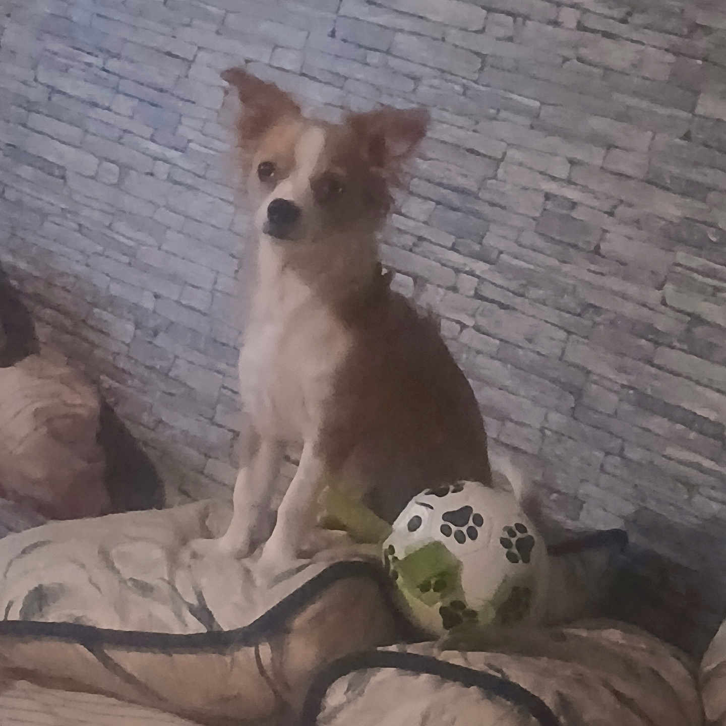 Boully a rejoint le concours — aidez-le/la à gagner de superbes lots ! dog, puppy, small_dog, sitting, indoors, bedroom, bed, blanket, toy, ball, paw_print, brick_wall, home, cozy, portrait, pet, alert, brown_and_white, long_ears, low_light