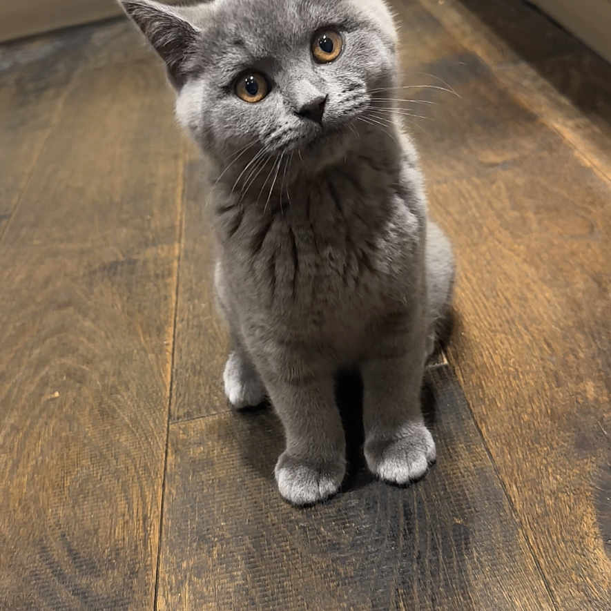 Milo joined the competition — help win amazing prizes! abyssinian, animal, cat, gray, hardwood, indoors, interiordesign, kitten, manx, pet, plywood, siamese, stainedwood, wood, woodpanels