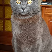 Batman a rejoint le concours — aidez-le/la à gagner de superbes lots ! cat, gray_cat, yellow_eyes, pet, animal, feline, indoor, fur, whiskers, sitting, looking_at_camera, close_up, home, furniture, wooden_cabinet, door, curious, portrait, domestic_animal, table