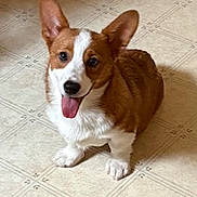 Jax joined the competition — help win amazing prizes! dog, corgi, puppy, pet, smiling, tongue_out, ears, floor, indoor, cute, animal, fur, canine, friendly, small_dog, looking_up, sitting, happy, domestic_animal, playful