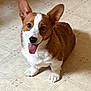 dog, corgi, puppy, pet, smiling, tongue_out, ears, floor, indoor, cute, animal, fur, canine, friendly, small_dog, looking_up, sitting, happy, domestic_animal, playful