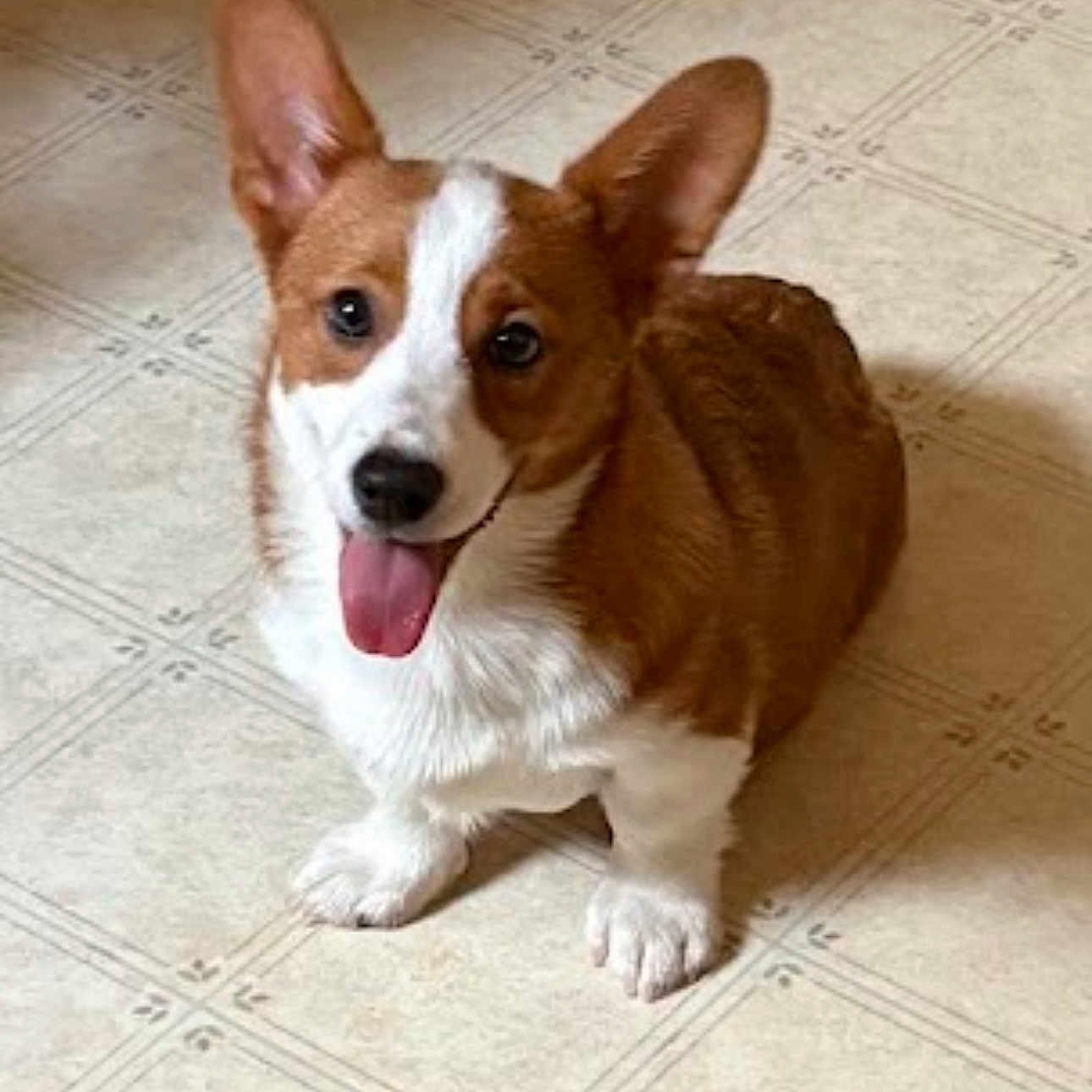 Jax joined the competition — help win amazing prizes! animal, canine, corgi, cute, dog, domestic_animal, ears, floor, friendly, fur, happy, indoor, looking_up, pet, playful, puppy, sitting, small_dog, smiling, tongue_out