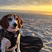 Cleo joined the competition — help win amazing prizes! dog, beagle, pet, animal, beach, sand, sunset, blanket, outdoor, nature, cute, portrait, fur, collar, harness, canine, sunlight, warm_light, playful, tongue