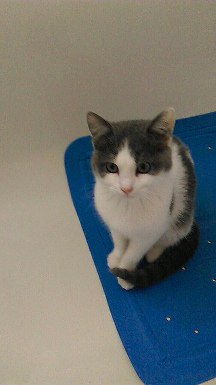 Milky a rejoint le concours — aidez-le/la à gagner de superbes lots ! carnivore, cat, domestic_short_haired_cat, felidae, fur, mammal, small_to_medium_sized_cats, snout, whiskers