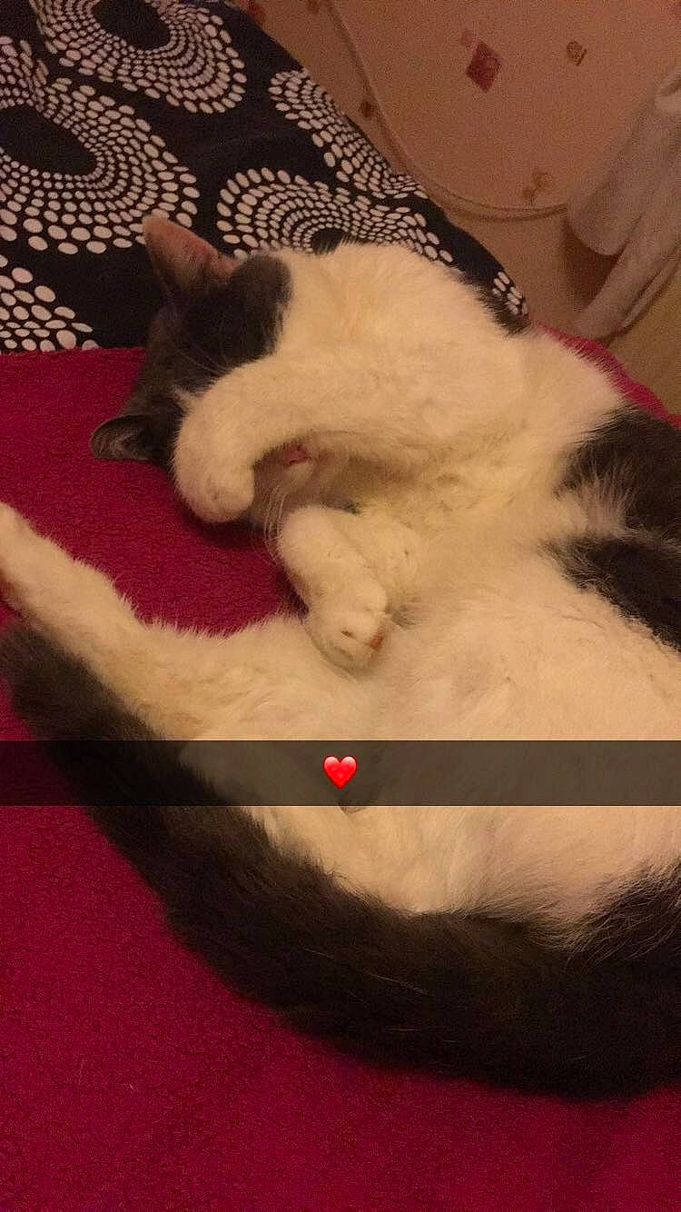 Milky participe au concours pour gagner de l'argent avec cette photo : carnivore, cat, cat_bed, collar, domestic_short_haired_cat, felidae, fur, pet_supply, sleep, small_to_medium_sized_cats, snout, terrestrial_animal, vertebrate, whiskers, working_animal