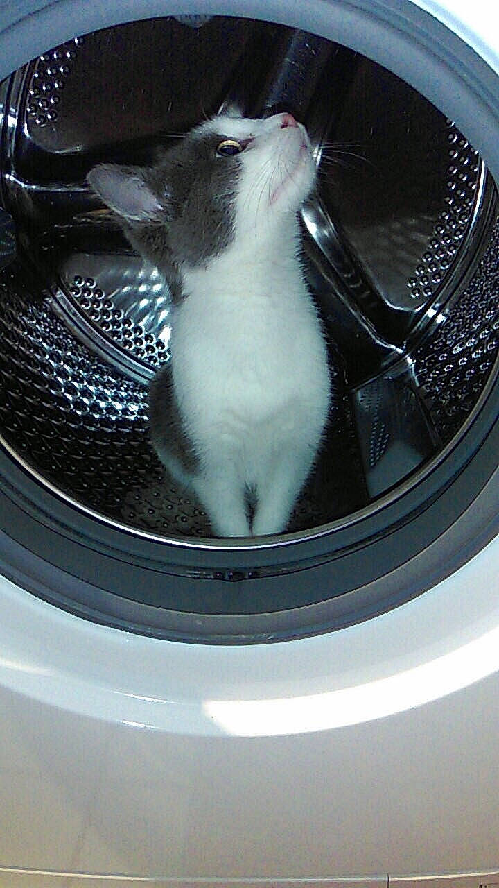 Milky a rejoint le concours — aidez-le/la à gagner de superbes lots ! automotive_exterior, black, carbon, carnivore, circle, felidae, grille, headlamp, hood, kit_car, light, machine, major_appliance, silver, small_to_medium_sized_cats, whiskers