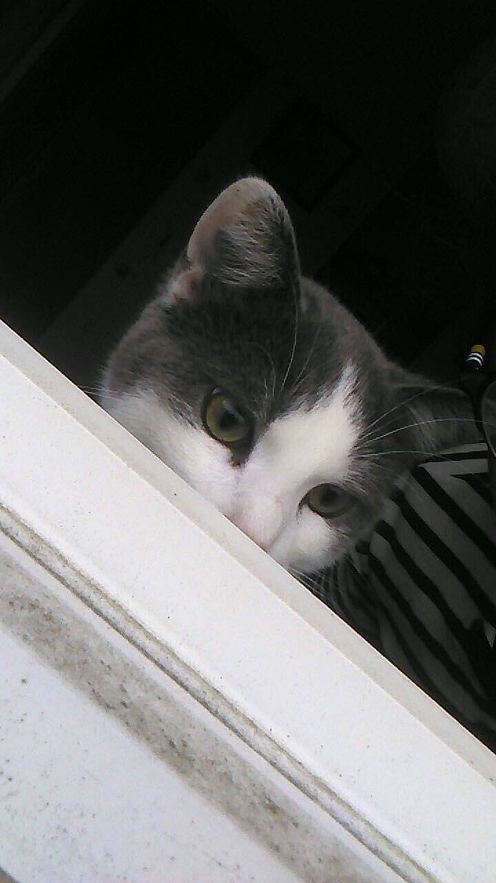 Milky participe au concours pour gagner de l'argent avec cette photo : carnivore, cat, curious, domestic_short_haired_cat, felidae, grey, monochrome_photography, small_to_medium_sized_cats, snout, vertebrate, whiskers