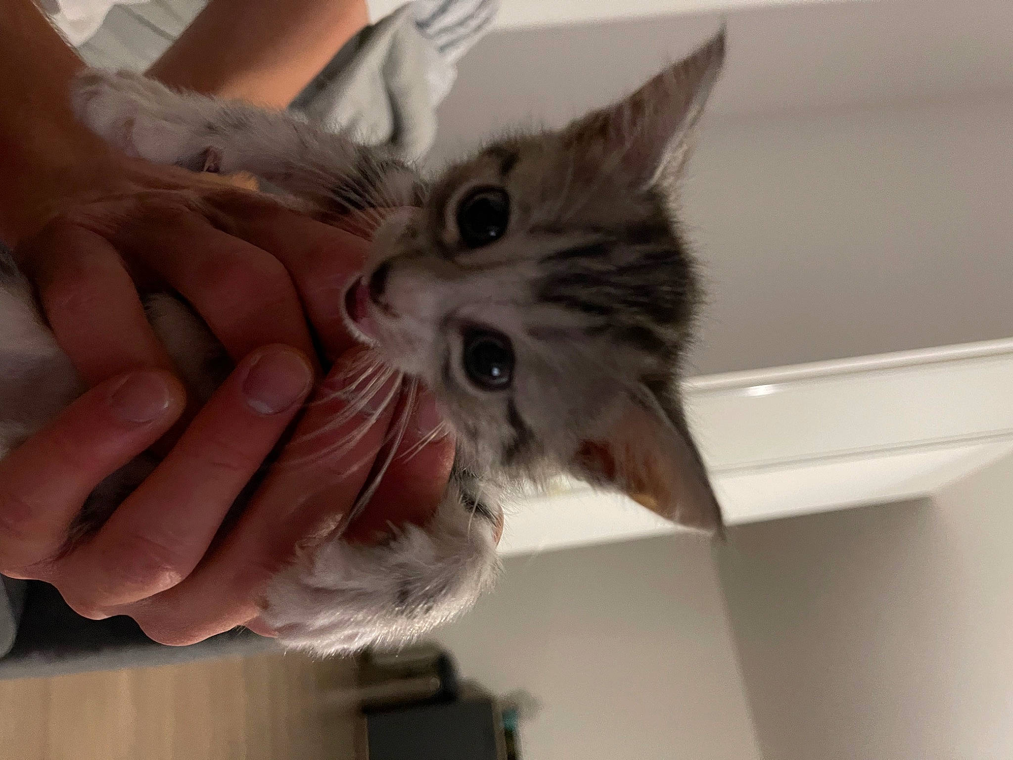 Oya participe au concours pour gagner de l'argent avec cette photo : carnivore, cat, claw, domestic_short_haired_cat, ear, eyelash, fawn, felidae, finger, fur, gesture, nail, paw, service, small_to_medium_sized_cats, thumb, whiskers, wrist