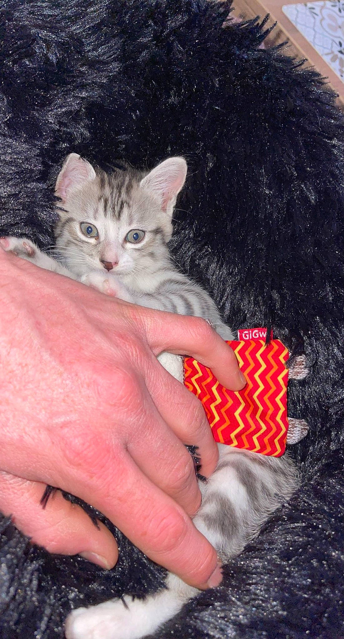 Oya a rejoint le concours — aidez-le/la à gagner de superbes lots ! carnivore, cat, claw, domestic_short_haired_cat, fawn, felidae, finger, foot, fur, gesture, grass, hand, mammal, nail, pattern, small_to_medium_sized_cats, textile, thumb, vertebrate, whiskers