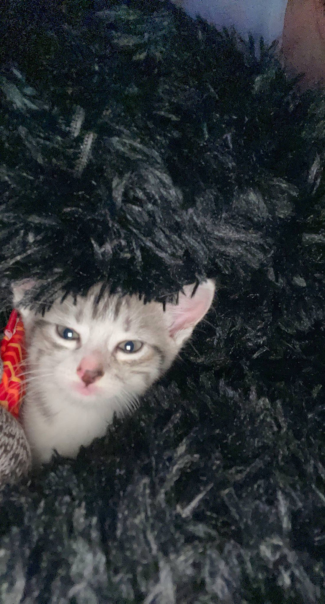 Oya participe au concours pour gagner de l'argent avec cette photo : carnivore, cat, darkness, domestic_short_haired_cat, fawn, felidae, fur, grass, iris, small_to_medium_sized_cats, snout, tail, tree, twig, whiskers, winter