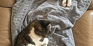 Marsu participe au concours pour gagner de l'argent avec cette photo : cat, cats, sleeping, blanket, gray_blanket, leather_couch, cozy, fur, tabby_cat, white_cat, pet, indoor, resting, curled_up, nap, domestic_animal, feline, two_cats, comfortable, relaxation