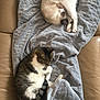 cat, cats, sleeping, blanket, gray_blanket, leather_couch, cozy, fur, tabby_cat, white_cat, pet, indoor, resting, curled_up, nap, domestic_animal, feline, two_cats, comfortable, relaxation
