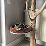 cat, tabby_cat, pet_bed, plush_bed, wall_shelf, wooden_structure, radiator, corner, indoor, tile_floor, relaxing_cat, resting, cozy, domestic, feline, gray_wall, natural_light, quiet, home, minimalist