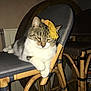 cat, tabby_cat, pet, animal, indoor, chair, bamboo_furniture, tassel, resting, relaxed, feline, domestic_cat, cute, mammal, wood, seat, furniture, household, cozy, portrait