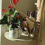 cat, plant, flower, pot, wood, branch, sunlight, indoor, white_shelf, green_leaves, red_flower, curious, pet, domestic_cat, shadow, natural_light, decor, cozy, feline, houseplant