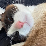 Velvet participe au concours pour gagner de l'argent avec cette photo : cat, close_up, sleepy, pink_nose, fur, whiskers, animal, pet, face, relaxed, brown, white, black, snuggled, soft, cozy, eyes, indoor, cute