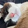 cat, close_up, sleepy, pink_nose, fur, whiskers, animal, pet, face, relaxed, brown, white, black, snuggled, soft, cozy, eyes, indoor, cute