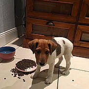 Like participe au concours pour gagner de l'argent avec cette photo : puppy, dog, food, bowl, water, floor, tile, spilled_food, indoor, cabinet, wooden_furniture, pet, young_dog, shadow, brown, white, small_dog, cute, domestic, animal