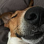 Like a rejoint le concours — aidez-le/la à gagner de superbes lots ! dog, close_up, sleeping, nose, whiskers, brown_fur, white_fur, black_nose, pet, animal, relaxed, resting, canine, fur, muzzle, face, ears, soft_texture, indoor, couch
