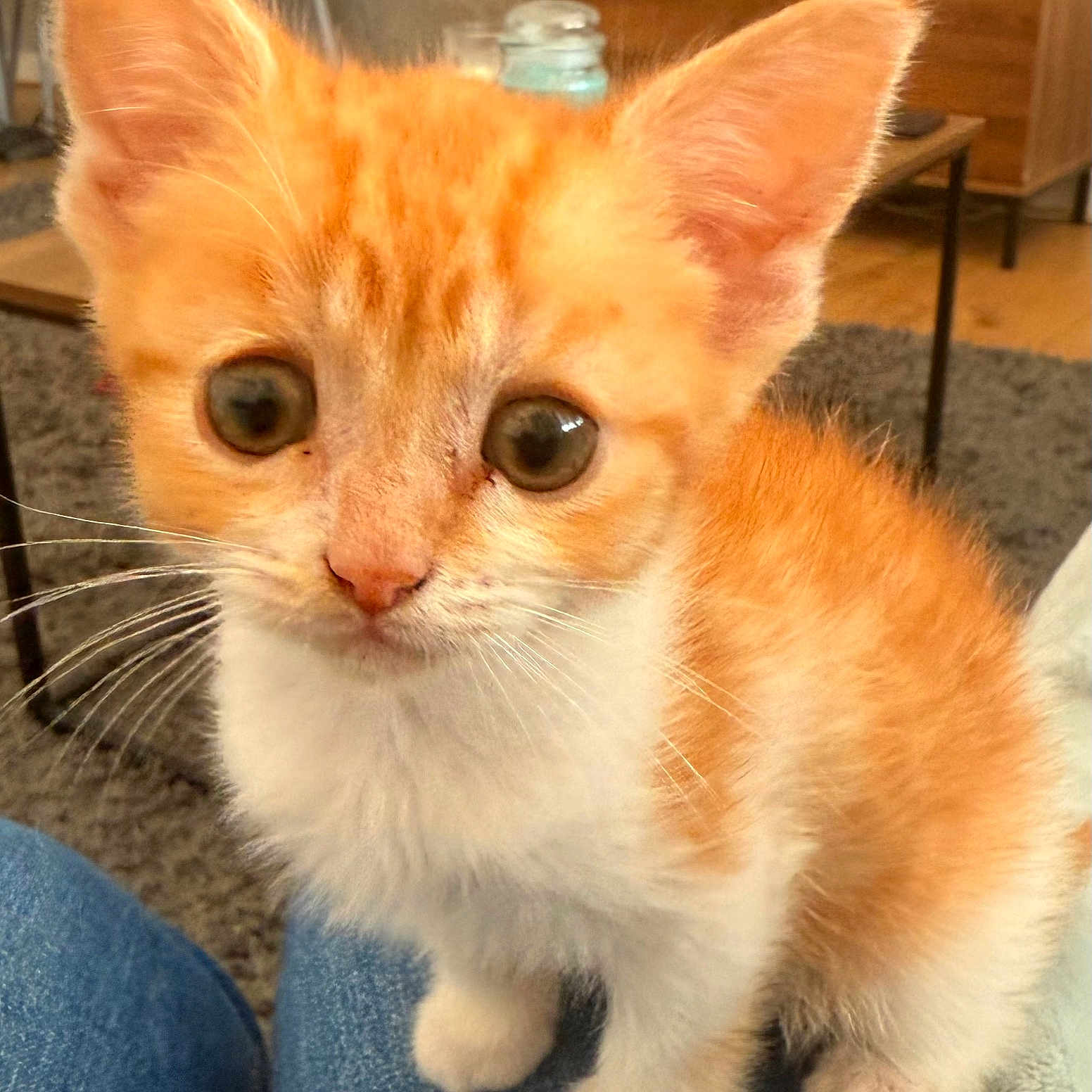 Daisy joined the competition — help win amazing prizes! animal, carpet, cat, cozy, curious, cute, ears, eyes, fur, furniture, indoor, jeans, kitten, lap, orange, paws, pet, small, whiskers, white