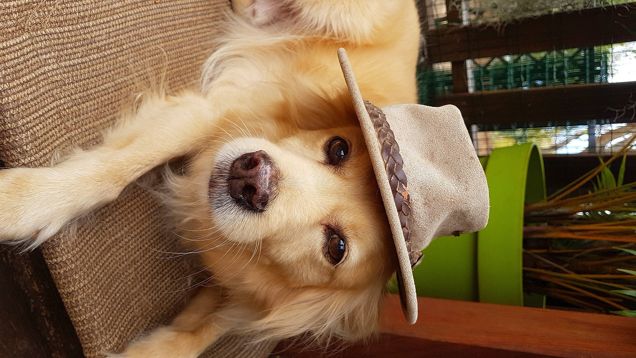 Cucu participe au concours pour gagner de l'argent avec cette photo : canidae, carnivore, companion_dog, dog, dog_breed, ear, eye, fawn, golden_retriever, mammal, nose, pomeranian, puppy, puppy_love, retriever, skin, snout, sporting_group, toy_dog