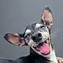 Gemma joined the competition — help win amazing prizes! dog, canine, tongue_out, happy, ears, close_up, pet, animal, smiling, black_fur, tan_fur, white_fur, face, snout, playful, cute, domestic_animal, funny_expression, portrait, gray_background