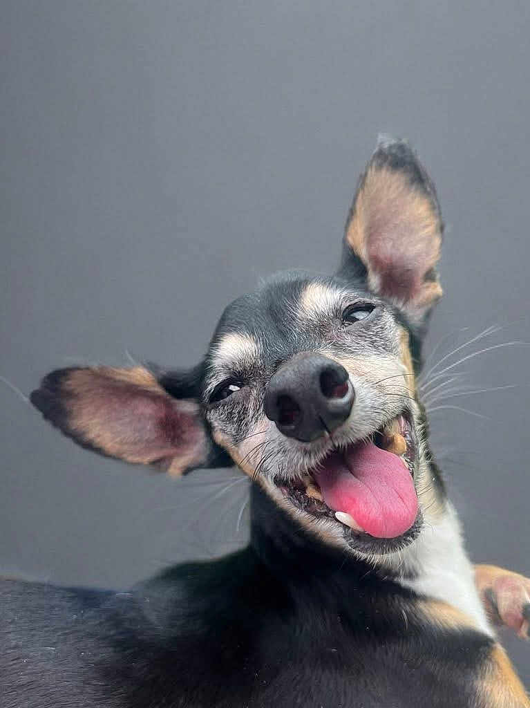 Gemma joined the competition — help win amazing prizes! dog, canine, tongue_out, happy, ears, close_up, pet, animal, smiling, black_fur, tan_fur, white_fur, face, snout, playful, cute, domestic_animal, funny_expression, portrait, gray_background