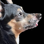 Gemma joined the competition — help win amazing prizes! dog, animal, pet, close_up, profile, black_background, fur, tongue, ears, snout, whiskers, cute, portrait, muzzle, expression, domestic_animal, canine, alert, side_view, playful