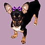 Gemma joined the competition — help win amazing prizes! dog, small_dog, black_dog, tan_dog, purple_bow, bow, pet, animal, cute, standing, looking_up, ears_up, short_hair, isolated_background, lavender_background, domestic_animal, companion_animal, adorable, playful, friendly