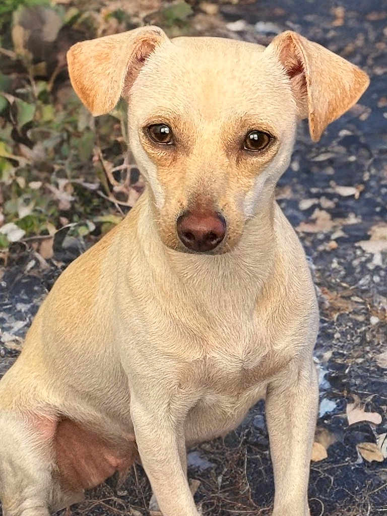 Stygiemolan joined the competition — help win amazing prizes! dog, small_dog, light_brown, outdoor, sitting, ears_up, curious, alert, animal, pet, closeup, ground, rocks, leaves, nature, canine, fur, portrait, mammal, cute