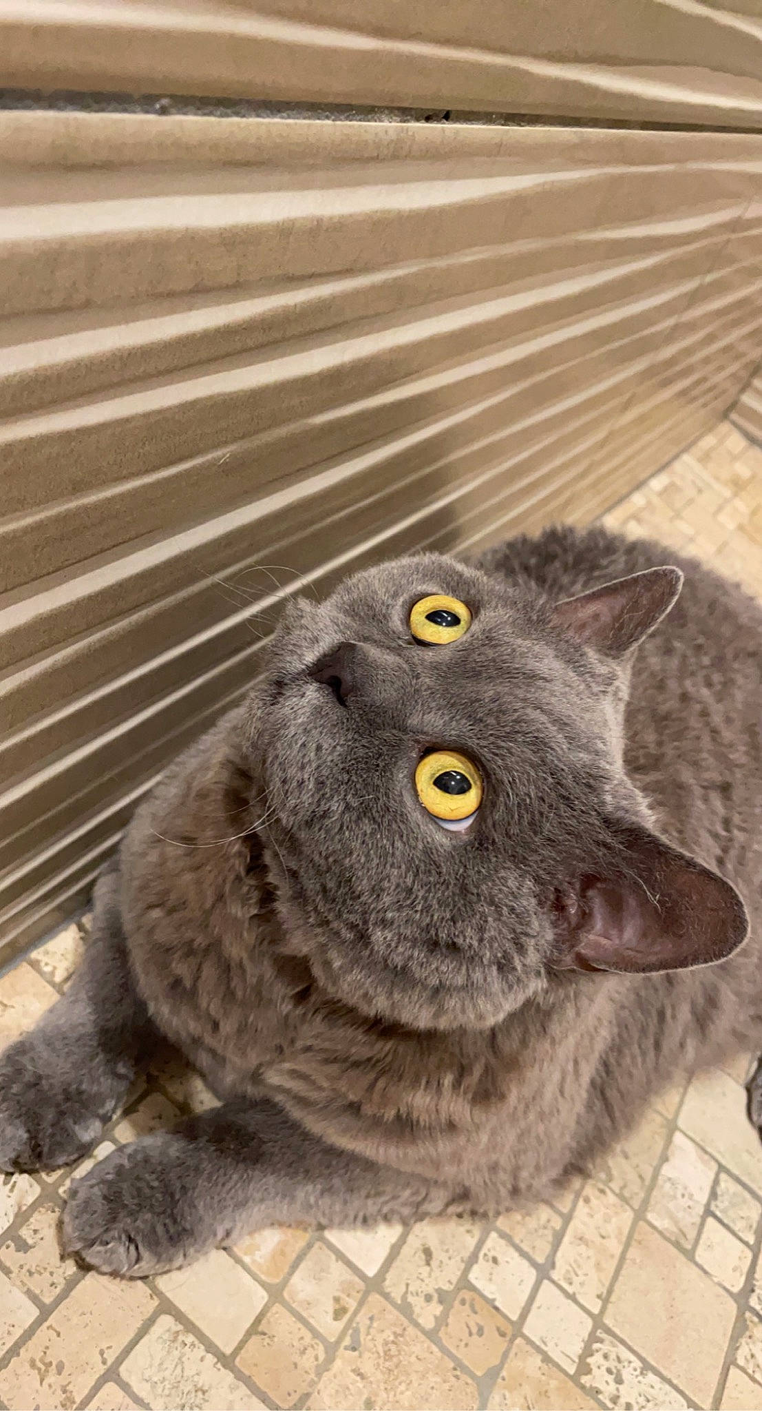 Jupi a rejoint le concours — aidez-le/la à gagner de superbes lots ! black_cat, carnivore, cat, domestic_short_haired_cat, eye, fawn, felidae, fur, grass, grey, head, human_body, paw, russian_blue, small_to_medium_sized_cats, snout, tail, terrestrial_animal, whiskers, wood