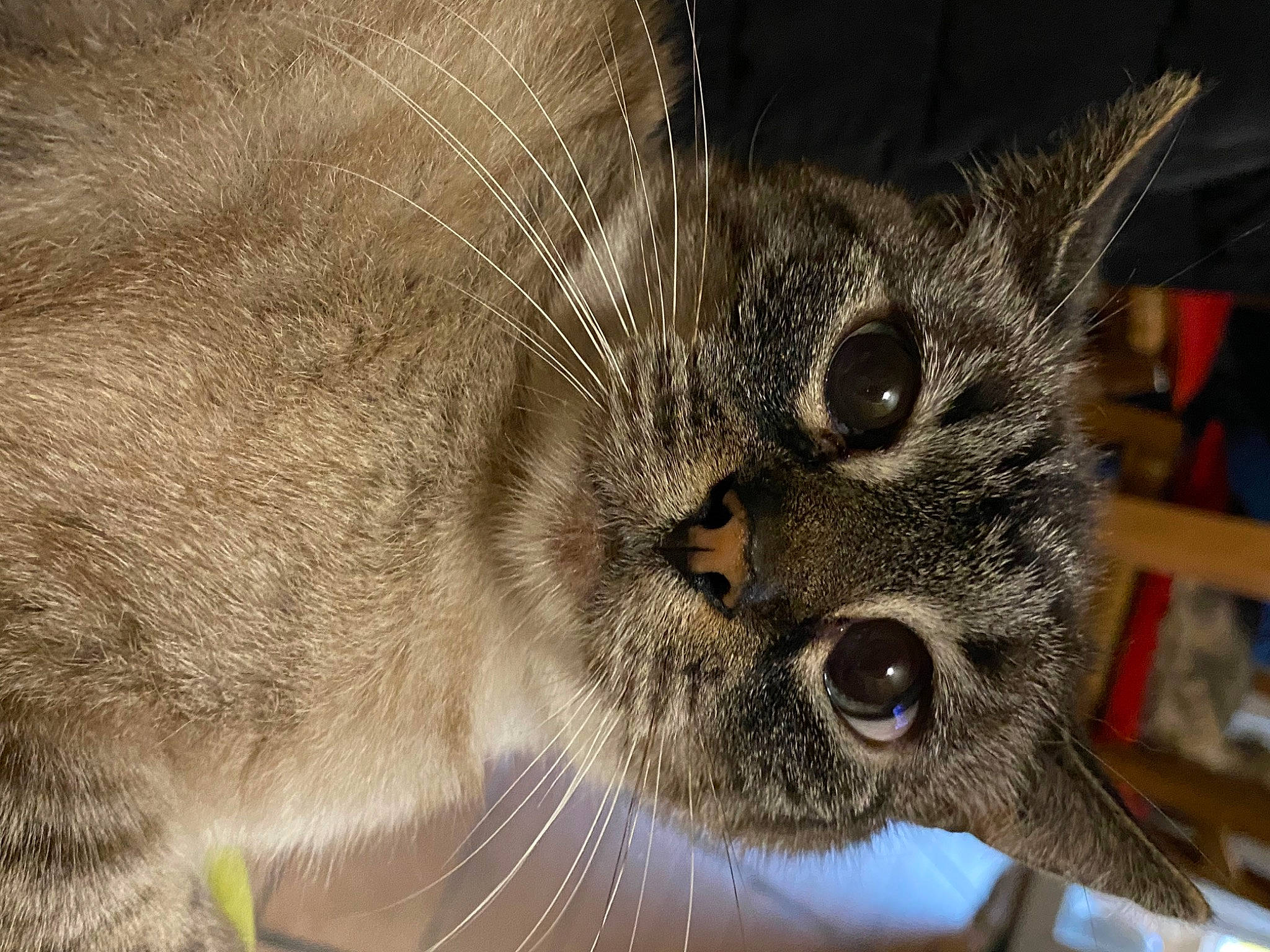 Vanille a rejoint le concours — aidez-le/la à gagner de superbes lots ! carnivore, cat, claw, close_up, domestic_short_haired_cat, eye, felidae, fur, macro_photography, metal, paw, small_to_medium_sized_cats, snout, terrestrial_animal, whiskers, wildlife