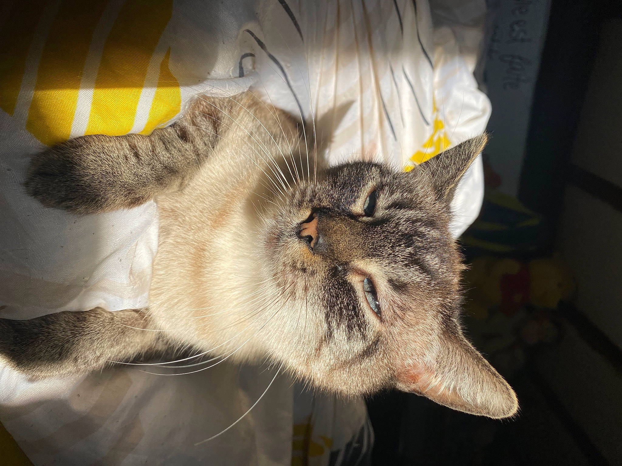 Vanille a rejoint le concours — aidez-le/la à gagner de superbes lots ! carnivore, cat, claw, comfort, domestic_short_haired_cat, ear, fawn, felidae, fur, gesture, nap, paw, sleep, small_to_medium_sized_cats, snout, tail, whiskers, wildlife