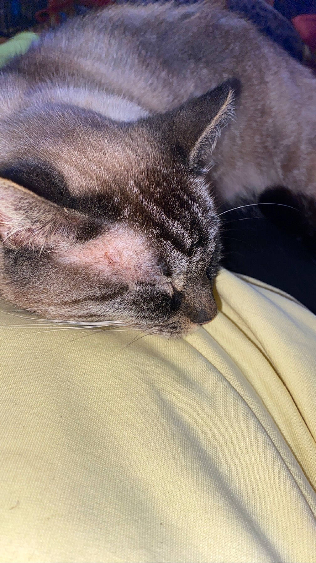 Vanille participe au concours pour gagner de l'argent avec cette photo : carnivore, cat, claw, comfort, domestic_short_haired_cat, fawn, felidae, fur, grey, human_leg, leg, linens, nap, paw, small_to_medium_sized_cats, snout, terrestrial_animal, textile, whiskers, wildlife