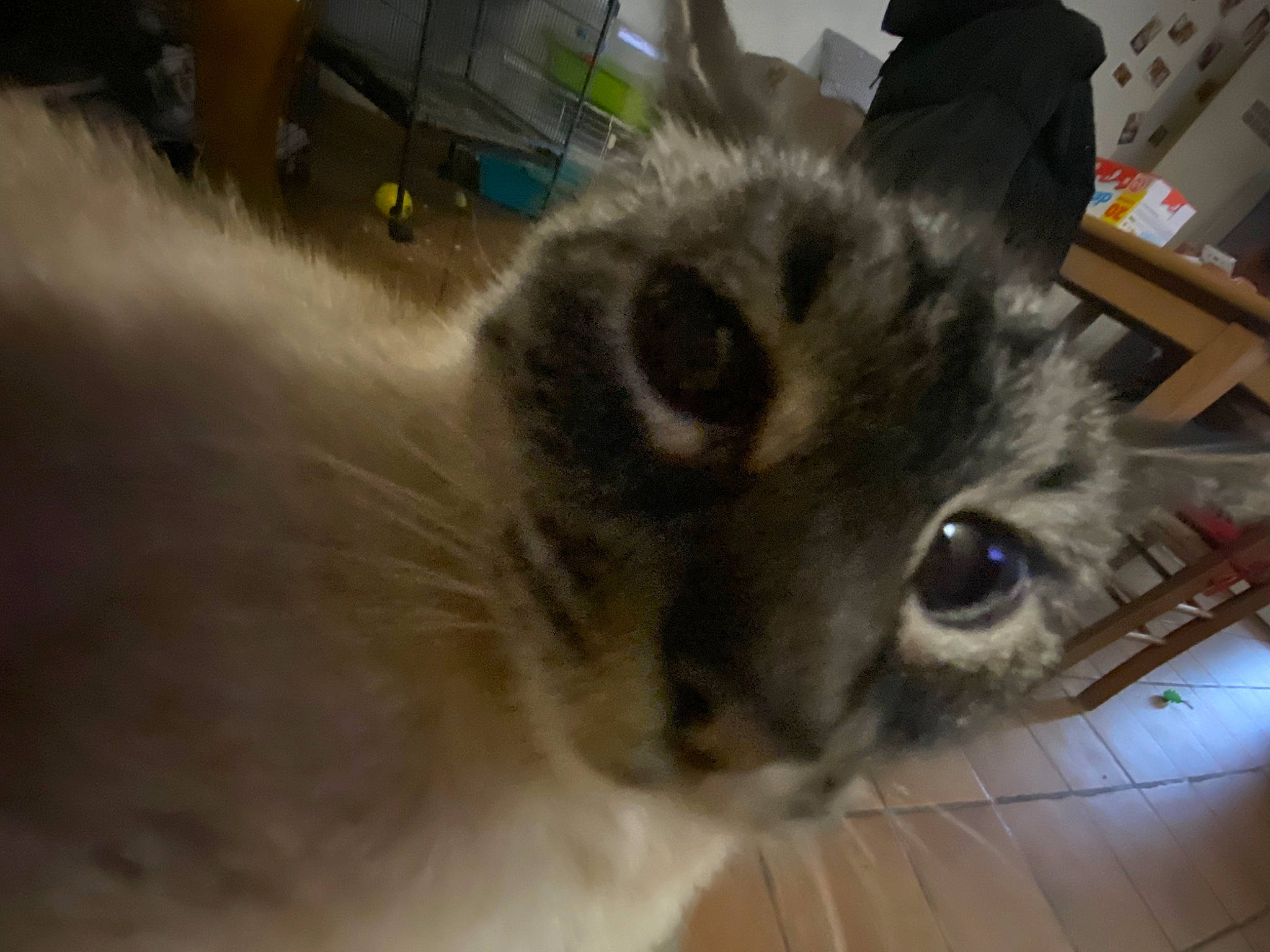 Vanille participe au concours pour gagner de l'argent avec cette photo : animal_shelter, balinese, box, carnivore, cat, cat_furniture, domestic_short_haired_cat, fawn, felidae, fur, paw, shelf, small_to_medium_sized_cats, snout, thai, tonkinese, whiskers, wood