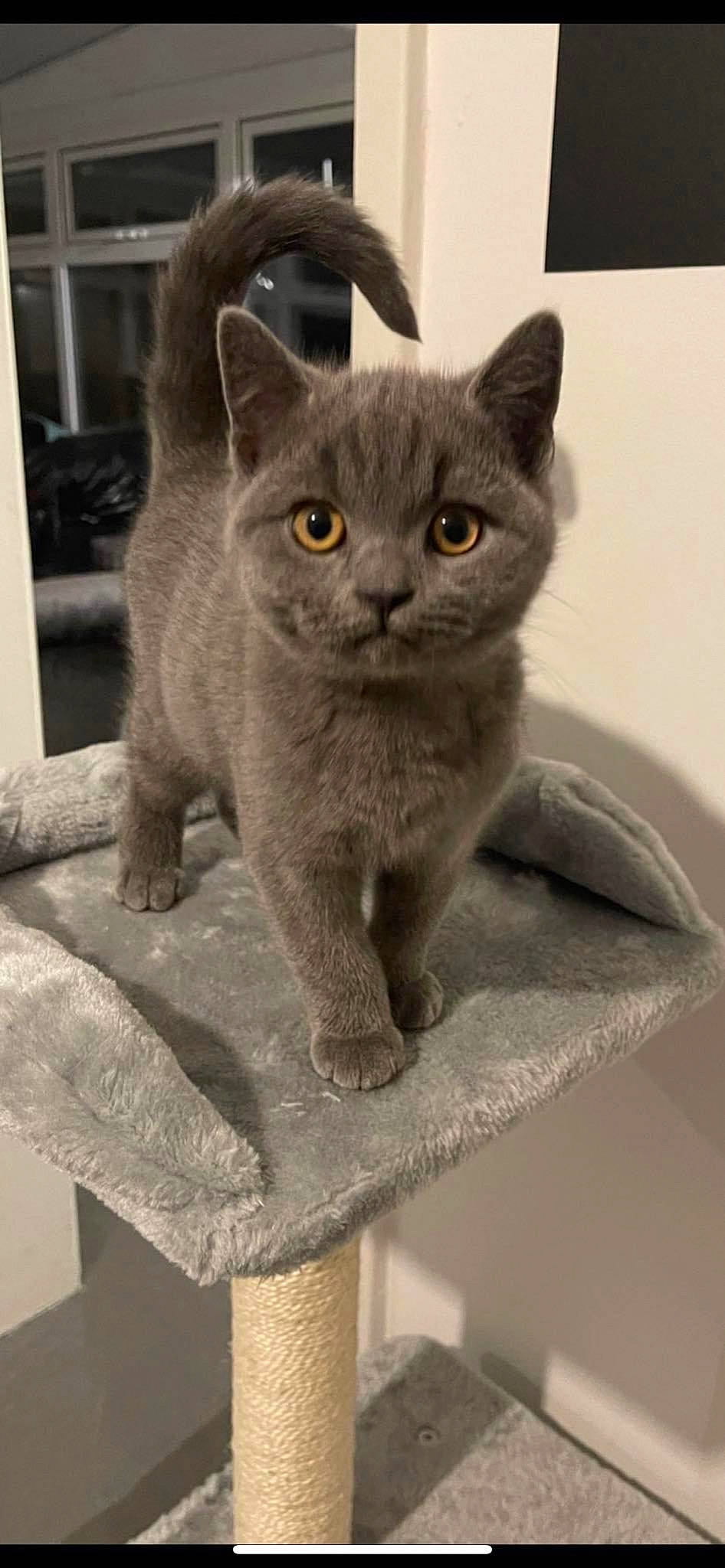 Dalton joined the competition — help win amazing prizes! carnivore, cat, domestic_short_haired_cat, eye, felidae, fur, grey, russian_blue, small_to_medium_sized_cats, snout, tail, whiskers, window