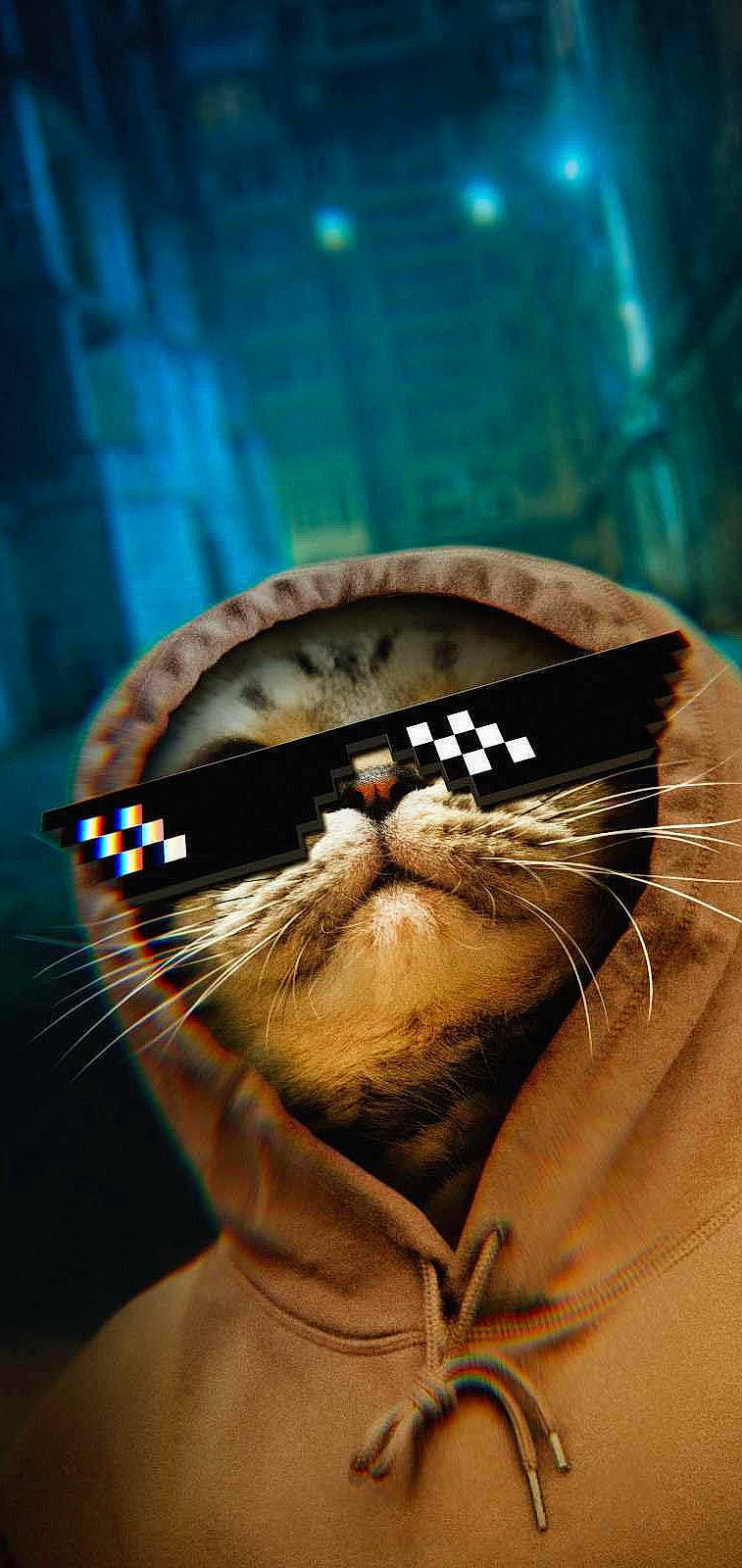 Balou participe au concours pour gagner de l'argent avec cette photo : cat, eyelash, facial_hair, fang, felidae, fur, small_to_medium_sized_cats, terrestrial_animal, whiskers, wildlife, wrinkle