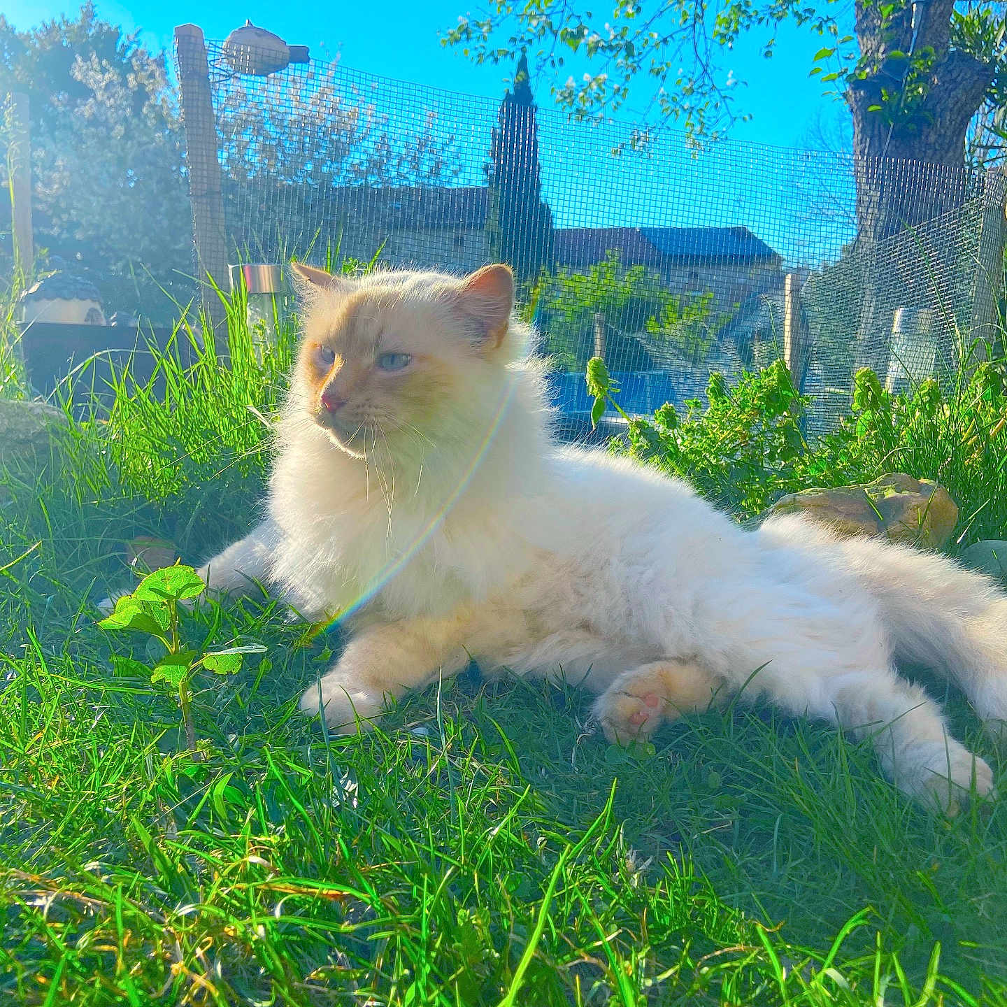 Kiko