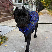 Enzo is registered to the contest to win money with this photo: dog, black_dog, blue_jacket, leash, sidewalk, autumn, fall_leaves, residential_area, house, stairs, fence, tree, outdoor, pet, walking, canine, portrait, street, daytime, animal